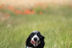cocker_spaniel_vom_saumabach_rocky_00001