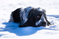 cocker_spaniel_vom_saumabach_rocky_00002