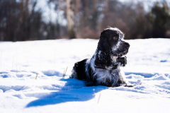 cocker_spaniel_vom_saumabach_rocky_00003