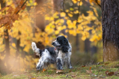 cocker_spaniel_vom_saumabach_rocky_00004