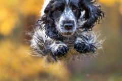 cocker_spaniel_vom_saumabach_rocky_00005