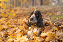cocker_spaniel_vom_saumabach_rocky_00006