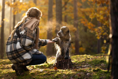 cocker_spaniel_vom_saumabach_rocky_00007