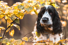 cocker_spaniel_vom_saumabach_rocky_00008