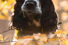 cocker_spaniel_vom_saumabach_rocky_00009