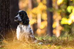 cocker_spaniel_vom_saumabach_rocky_00010