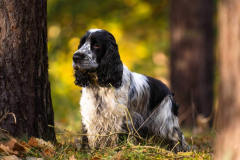 cocker_spaniel_vom_saumabach_rocky_00011
