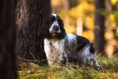 cocker_spaniel_vom_saumabach_rocky_00012