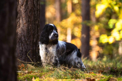 cocker_spaniel_vom_saumabach_rocky_00013