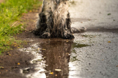 cocker_spaniel_vom_saumabach_rocky_00014