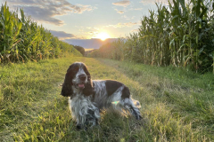 cocker_spaniel_vom_saumabach_rocky_00015