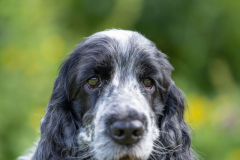 cocker_spaniel_vom_saumabach_rocky_00016