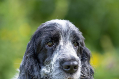 cocker_spaniel_vom_saumabach_rocky_00017