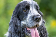 cocker_spaniel_vom_saumabach_rocky_00018