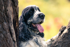 cocker_spaniel_vom_saumabach_rocky_00019